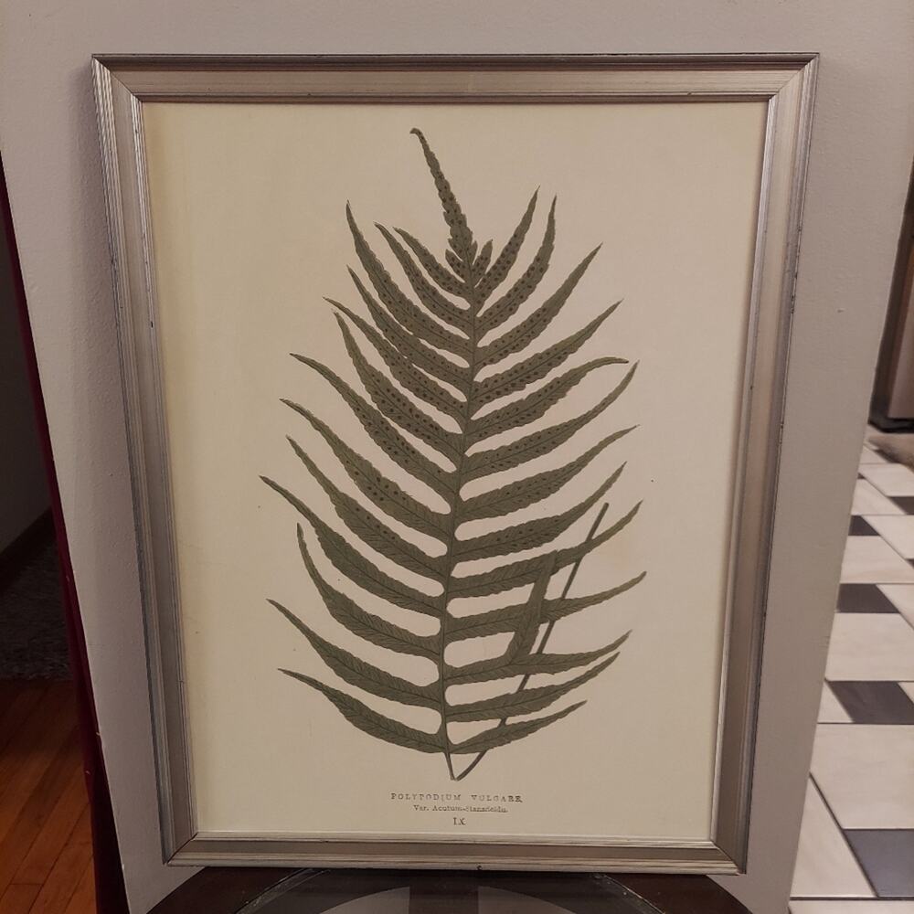 Botanical Lowe's Ferns 1856 Polypodium Vulgare IX 20"x26" Framed Art Print